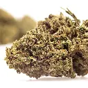 KGS_TRUFFLE_OG_CBD_004.webp