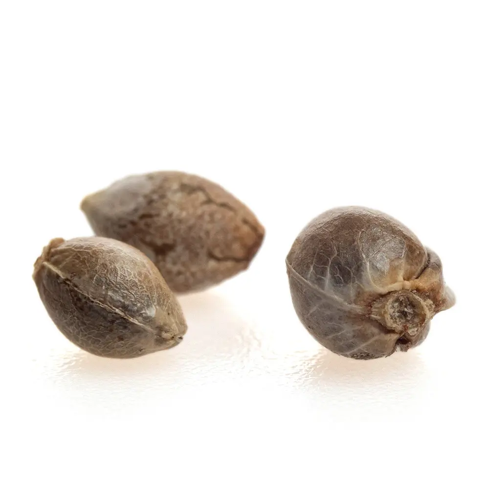 KGS_AMNESIA_LEMON_THC_SEEDS_003.webp