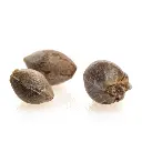 KGS_AMNESIA_LEMON_THC_SEEDS_003.webp