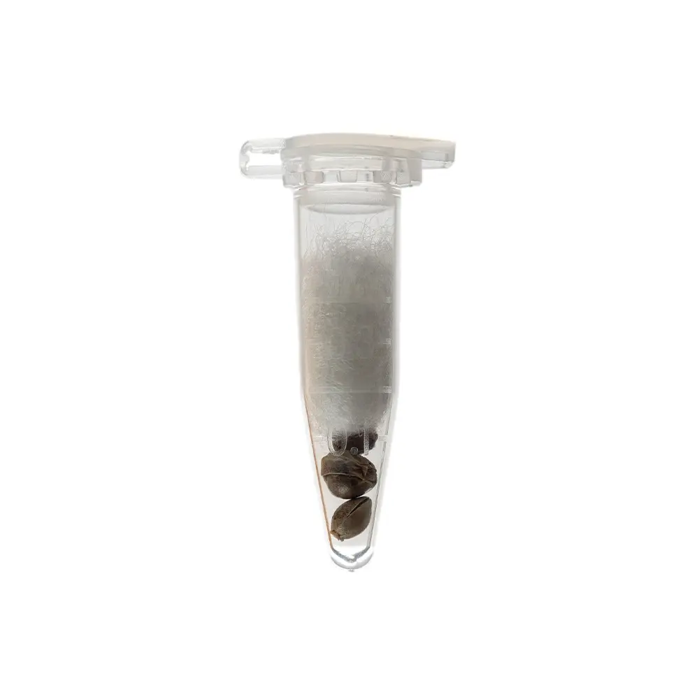 KGS_AMNESIA_LEMON_THC_SEEDS_002.webp
