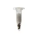 KGS_AMNESIA_LEMON_THC_SEEDS_002.webp