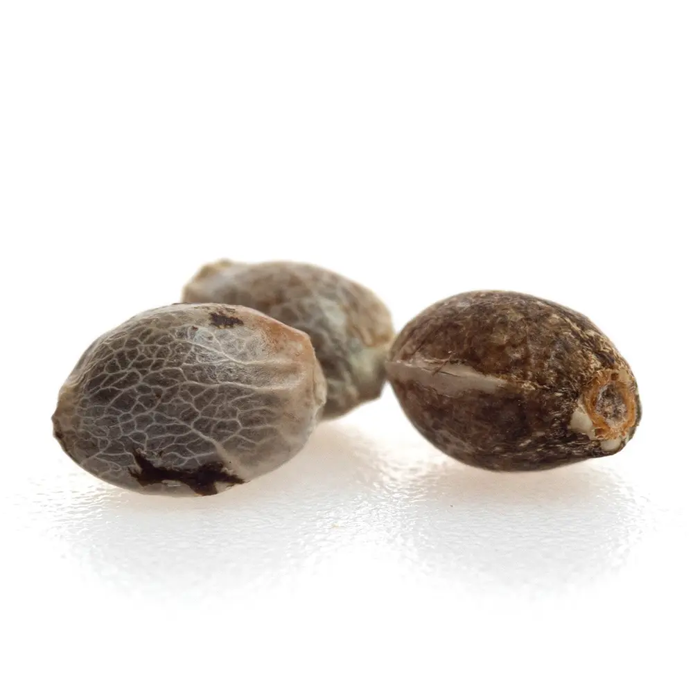 KGS_WATERMELON_THC_SEEDS_003.webp