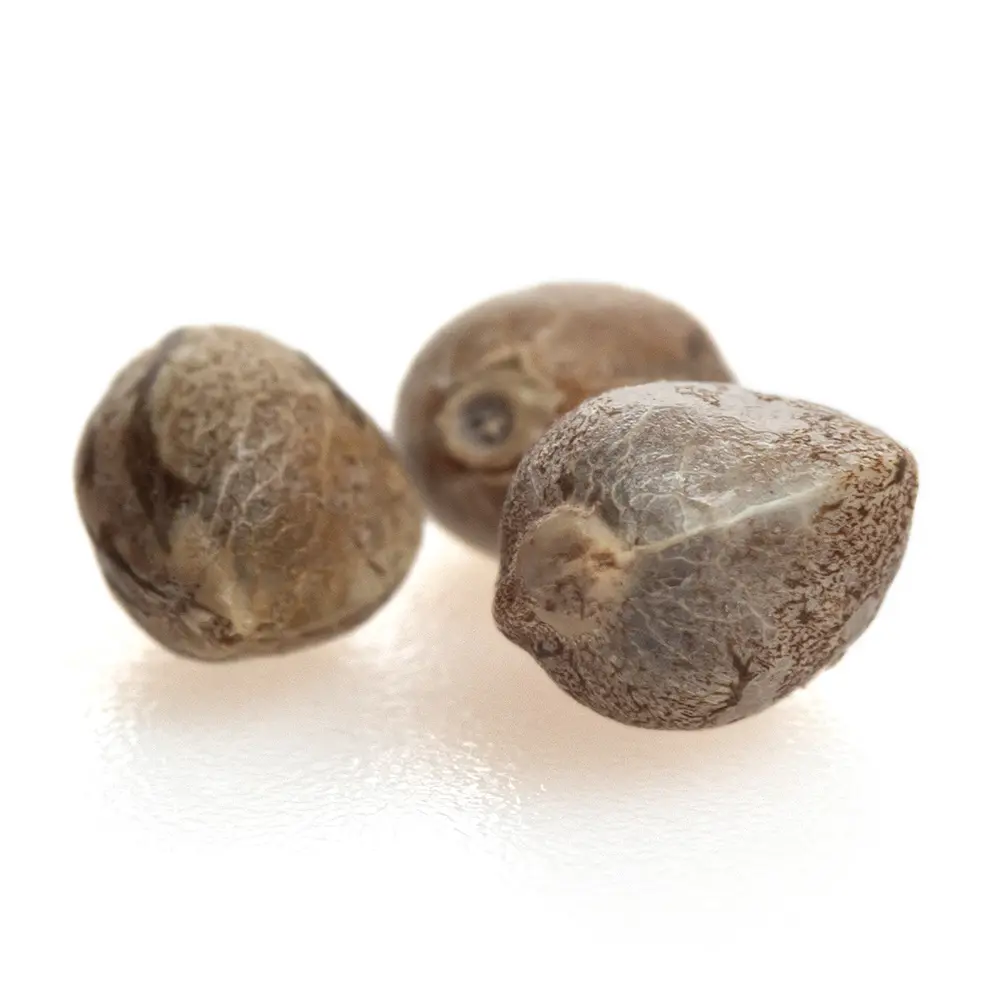 KGS_WEDDING_CAKE_THC_SEEDS_003.webp