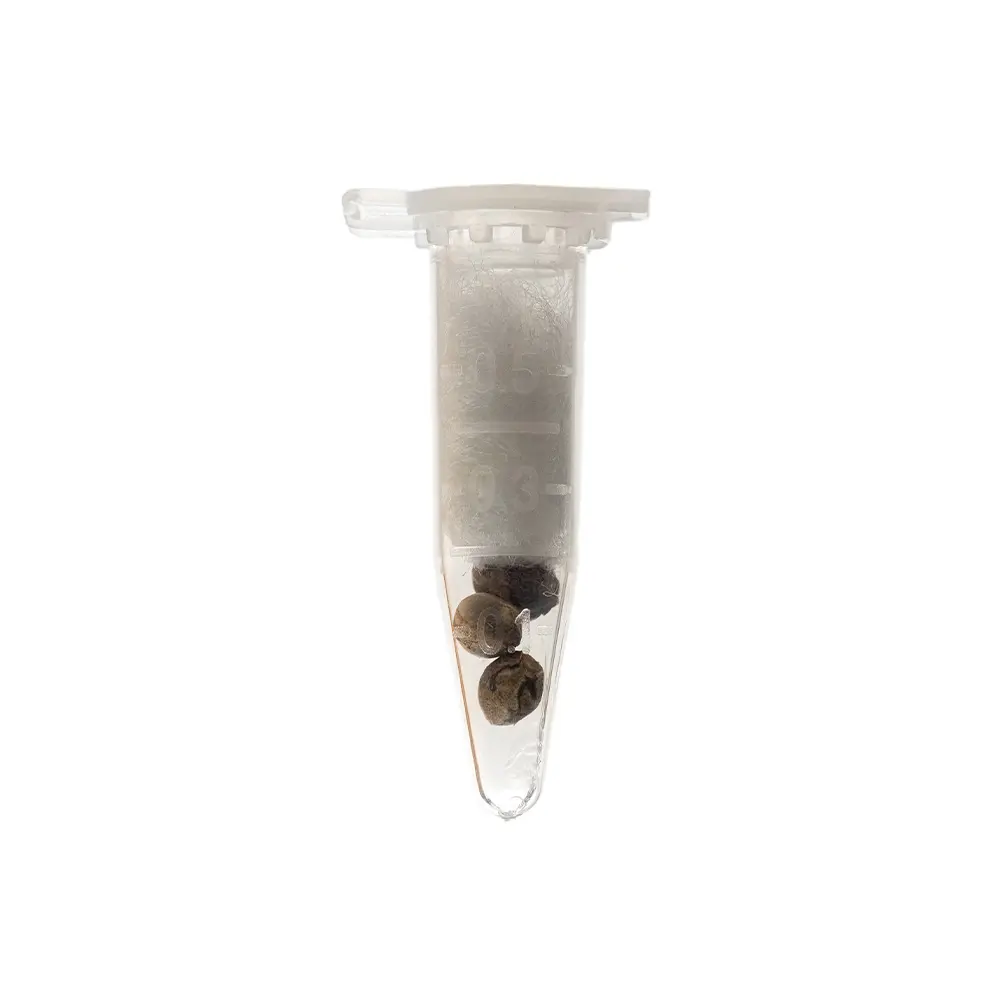 KGS_WEDDING_CAKE_THC_SEEDS_002.webp
