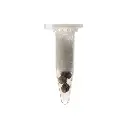 KGS_WEDDING_CAKE_THC_SEEDS_002.webp