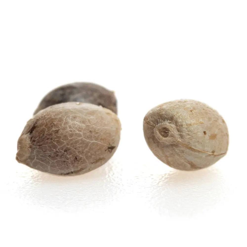 KGS_ZKITTLEZ_THC_SEEDS_003.webp