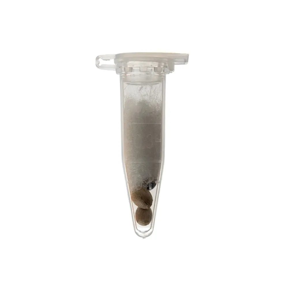 KGS_ZKITTLEZ_THC_SEEDS_002.webp
