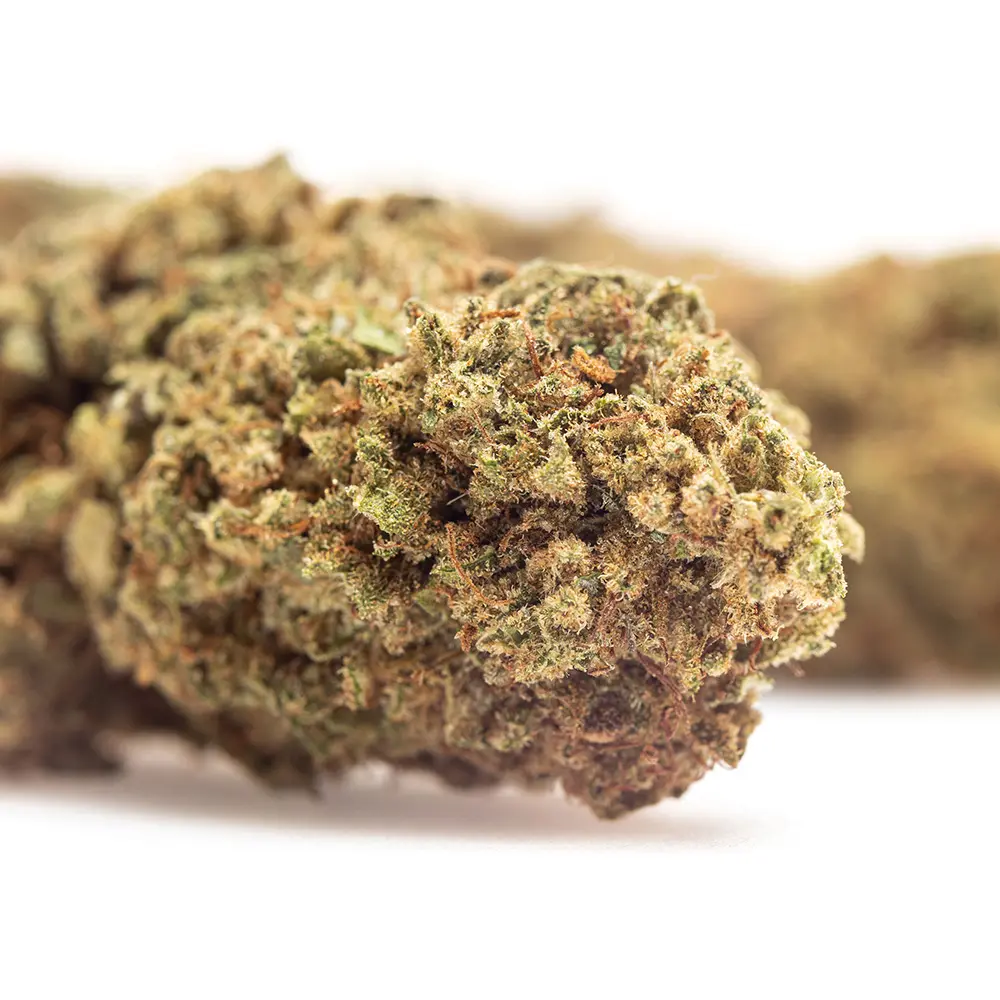 KGS_GUAVA_KUSH_CBD_004.webp