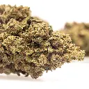 KGS_LEMON_KUSH_CBD_004.webp