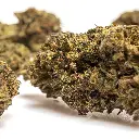 SUPER_LEMON_HAZE_THX_CBD_004.webp