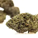 KGS_KALIGRAM_THX_CBD_004.webp