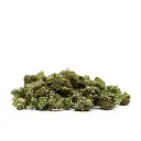 OG_MINT_POPCORN_001.webp