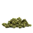 WHITE_WIDOW_POPCORN_001.webp