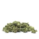 ZKITTLEZ_POPCORN_001.webp