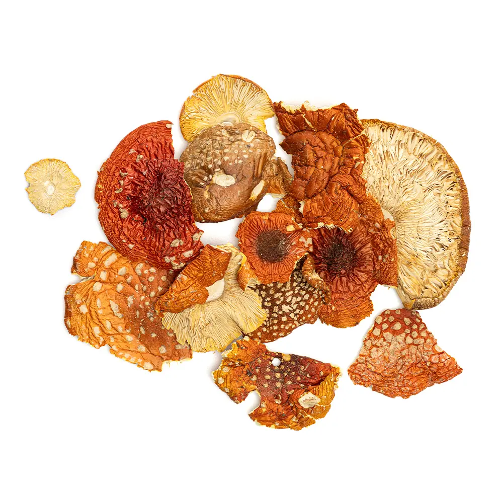 Champignons - Amanita Muscaria (Shroomz) BULK